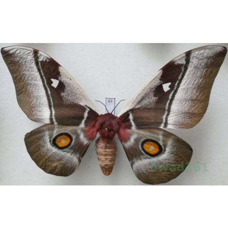 Bunaea alcinoe (Stoll, 1780) female ex. pupa Etiopia 124mm63